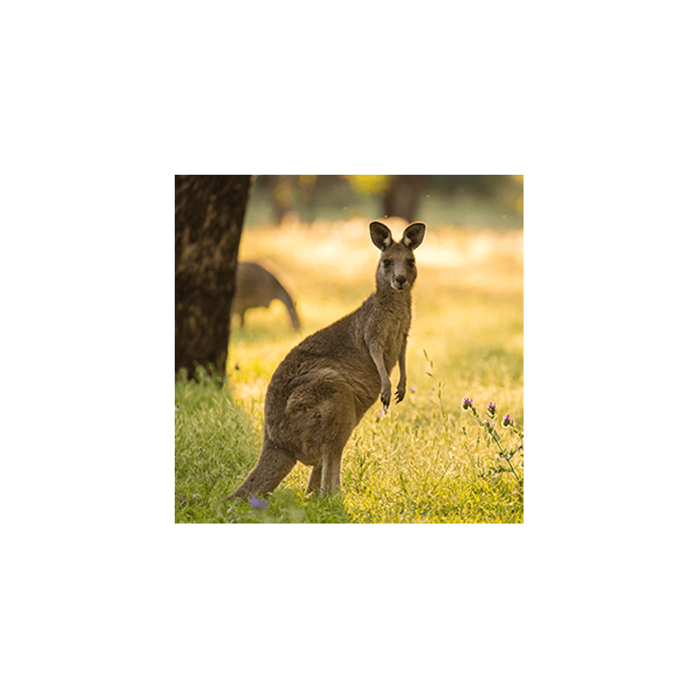 Barastoc Kangaroo and Wallaby